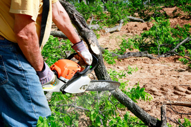 The Steps Involved in Our Tree Care Process in Hamilton, MO